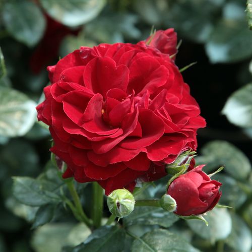 Vendita, rose rose floribunde - rosso - Rosa Grand Palace® - rosa dal profumo discreto - Poulsen, Niels Dines - Rosa in miniatura per vasi e letti di rose nei piccoli giardini.